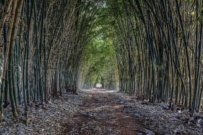 Bambu Verde Gigante 