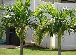 Palmeira Veitchia (Veitchia merrillii)