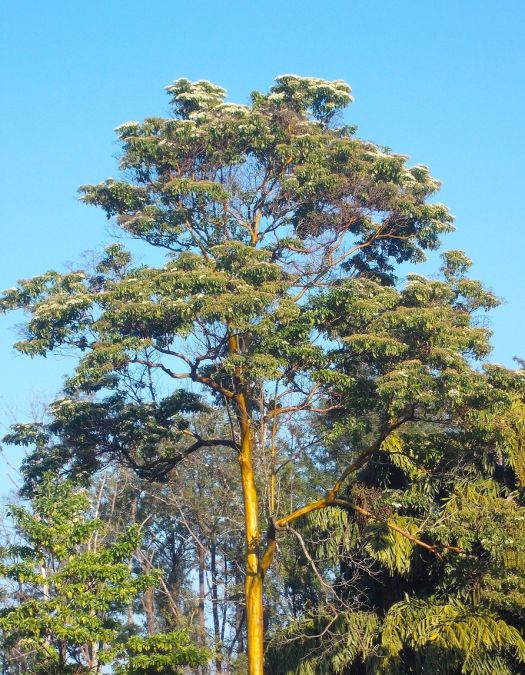 PAU MARFIM (Calycophyllum spruceanum.)