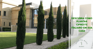 Descubra Como Plantar Cipreste Italiano em Sua Casa