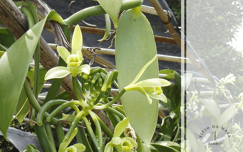 Baunilha Planta: Tenha Esse Aroma em Sua Casa