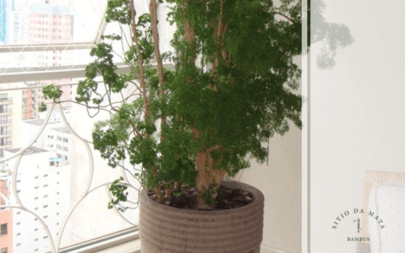 Aprenda Tudo Sobre a Árvore da Felicidade