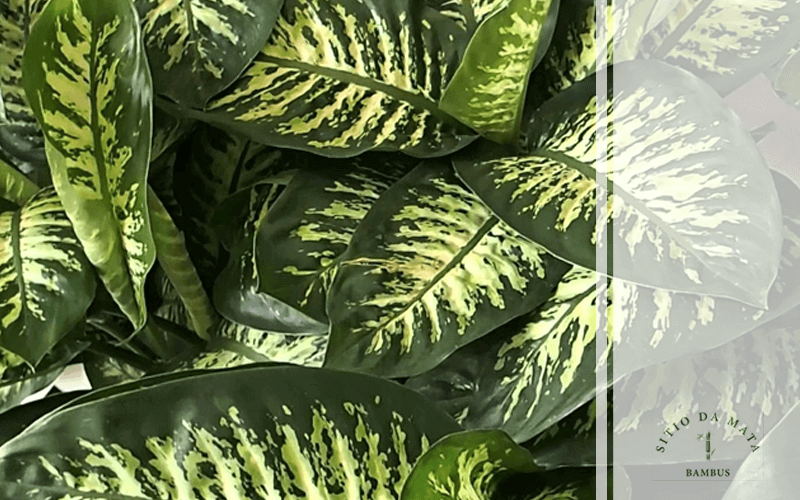 Conheça Os Mitos e Verdades Sobre a Planta Comigo Ninguém Pode