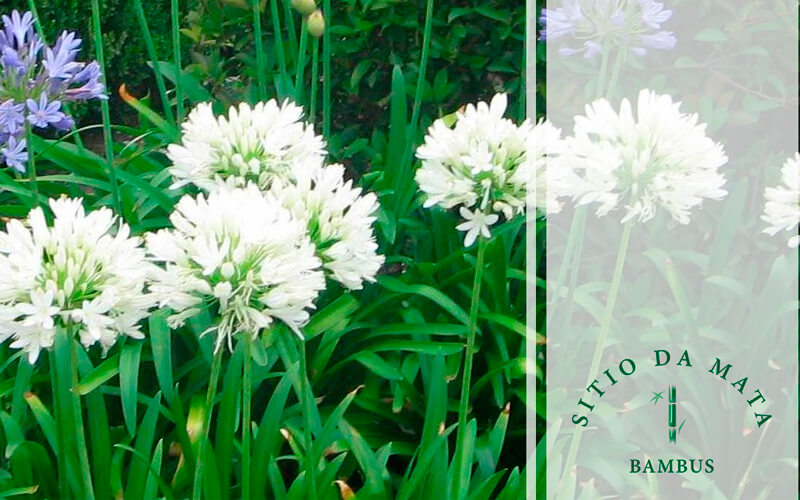 Moreia Planta - Espécie de Planta Perfeita Para o Paisagismo