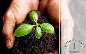 5 Dicas de Como Plantar um Planta