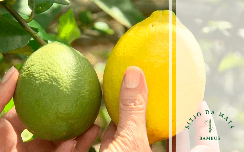 10 Dicas de Como Cultivar Limão Siciliano