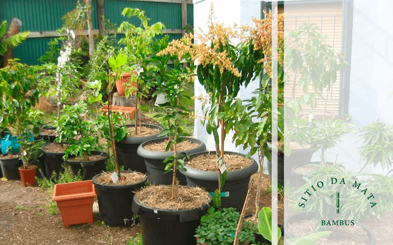 10 Dicas de Como Plantar Frutíferas em Vasos