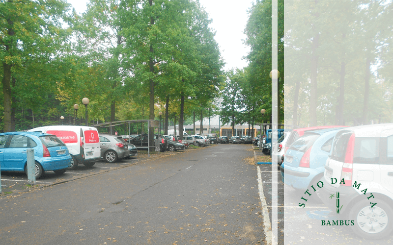 5 Tipos de Árvores Indicadas Para Estacionamentos
