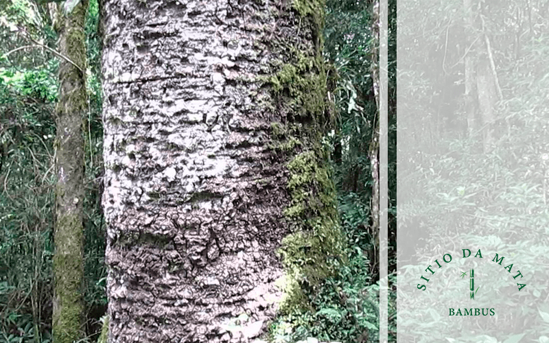 Saiba Tudo Sobre a Araucária Gigante