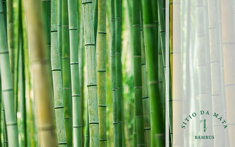 10 Dicas de Como Tratar Sua Cerca Viva de Bambu