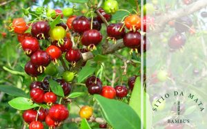 A Importância das Plantas Nativas Para a Sustentabilidade da sua Propriedade