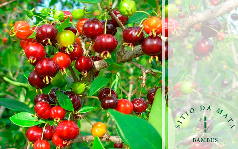 A Importância das Plantas Nativas Para a Sustentabilidade da sua Propriedade