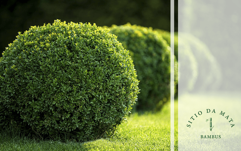 5 Dicas de Como Escolher Cerca Viva Para sua Casa