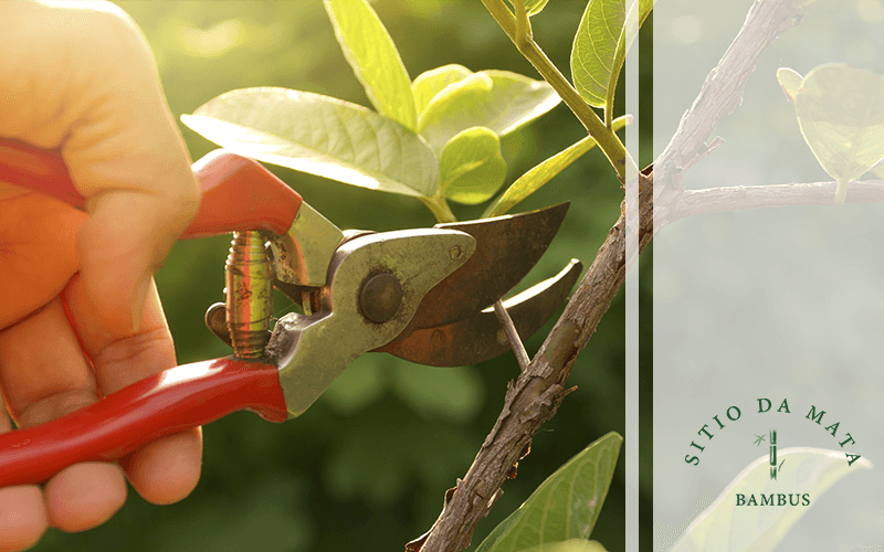 Como Podar Árvore Frutífera?