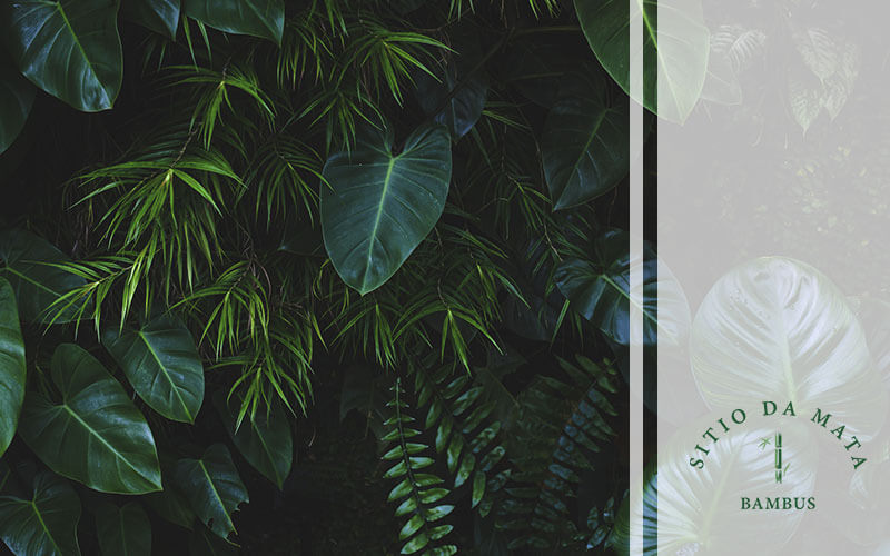 Como Descobrir a Espécie de uma Planta?