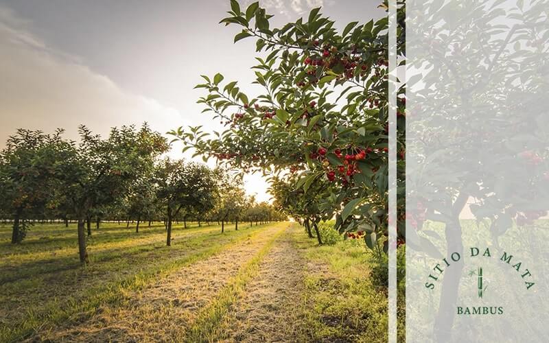 Como Fazer um Pomar de Frutas Variadas