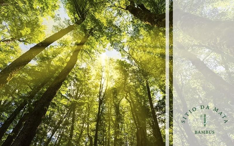 Como Identificar Árvores Nativas