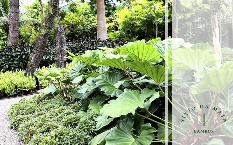 Como Montar um Jardim Tropical