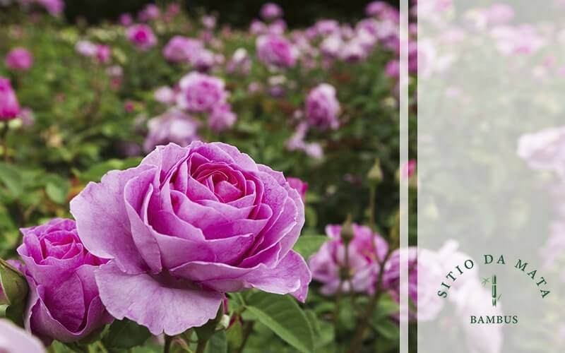 Como Plantar Rosa de Buque