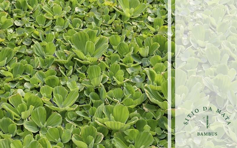 5 Tipos de Plantas Para Beira de Rio