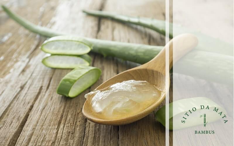 5 Tipos de Plantas Para Cicatrizar Feridas