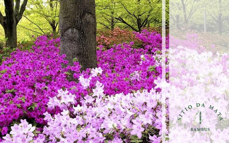 5 Tipos de Plantas Que Dão Flores o Ano Todo