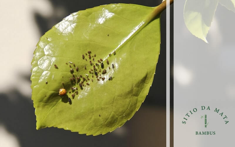 Como Acabar com Pragas em Planta