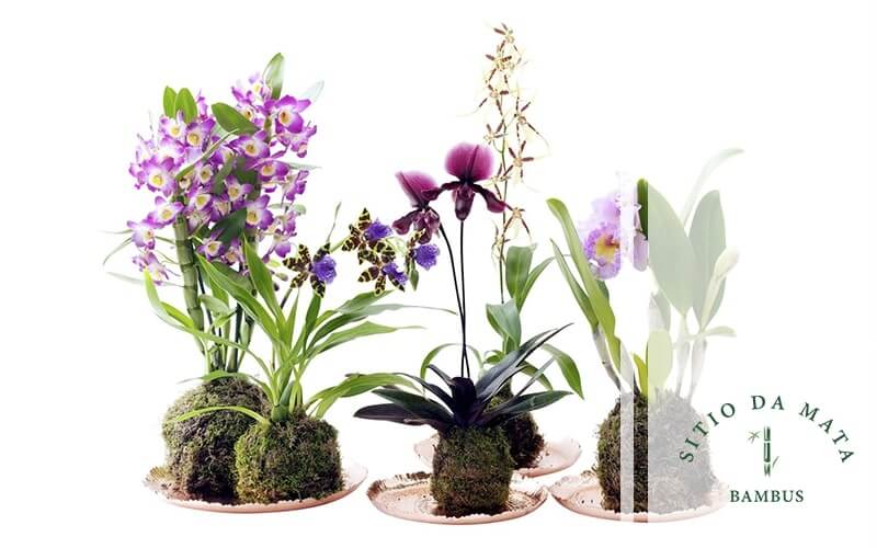 Como Fazer Kokedama com Orquídeas?