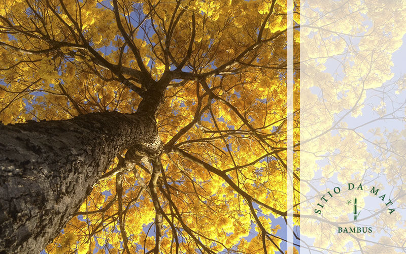 Árvores Indicadas Para Plantar em Calçadas