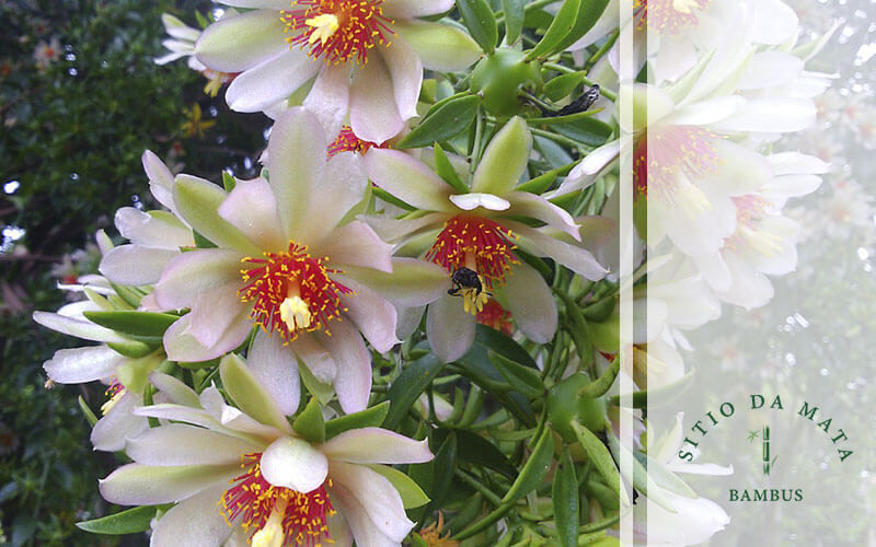 Como Fazer Cerca Viva de Ora Pro Nobis