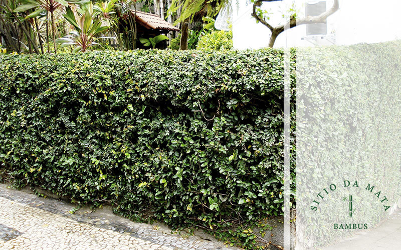 Como Plantar Trepadeiras em Muros?