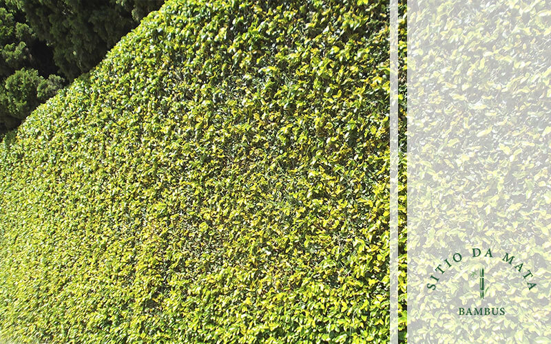 Como Podar Trepadeiras?