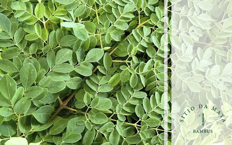 Quais São os Benefícios da Planta Moringa Oleífera