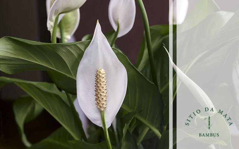 Plantas e Flores De Outono: Saiba Como Cultivar