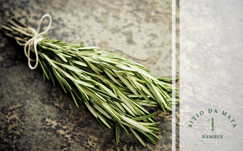 Conheça os Principais Benefícios do Alecrim