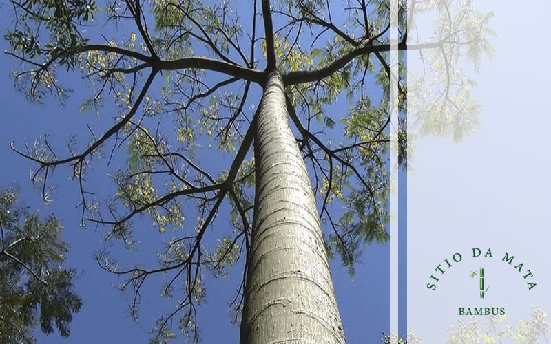 Quais as Melhores Mudas de Árvore Para Reflorestamento?