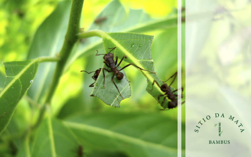 Como acabar com formigas em plantas frutíferas