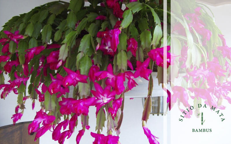 Como Cuidar de Flor de Maio