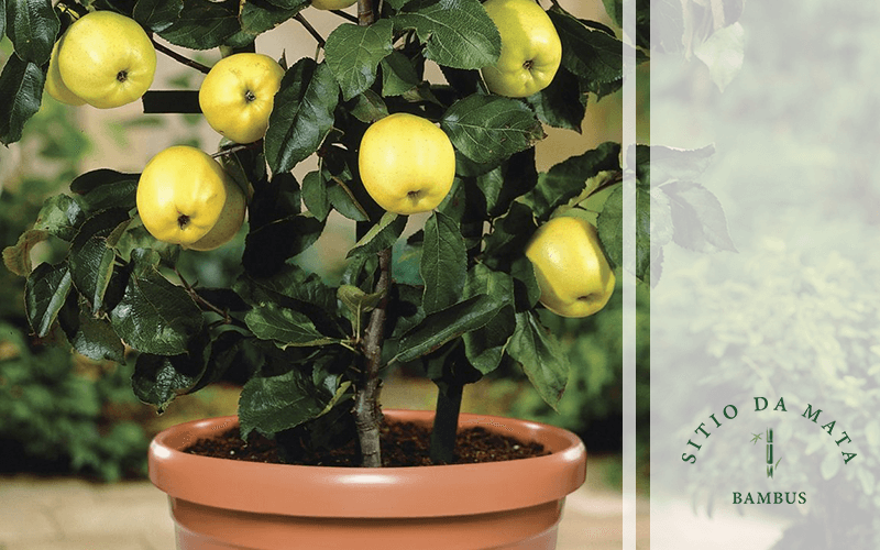 Como Fazer Mini Arvores Frutíferas