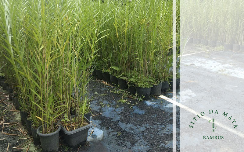 Como fazer muda de bambu de jardim