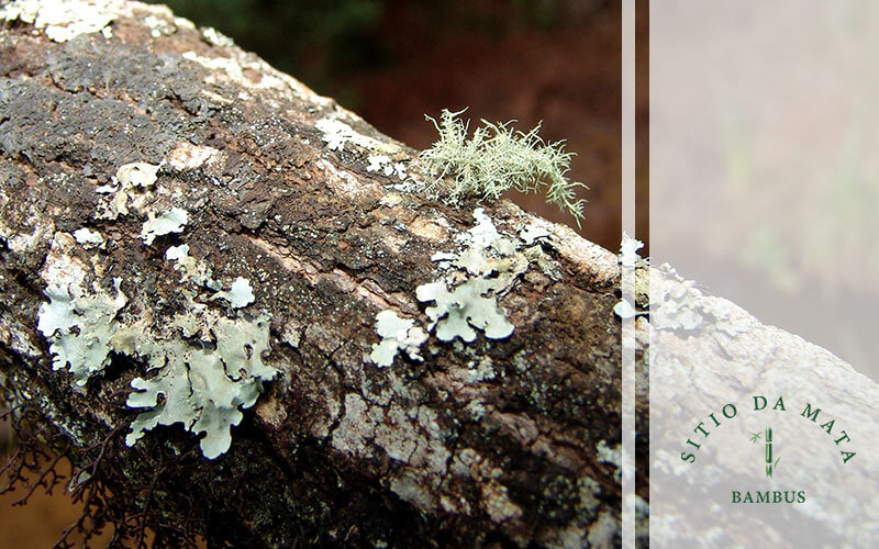 Como Tratar Fungos em Árvores Frutíferas
