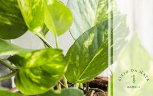 Como cuidar da planta jiboia