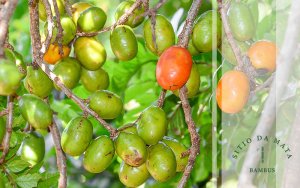 frutas raras do Brasil