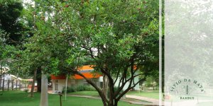 árvore de pequeno porte para jardim