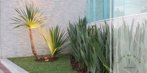 plantas ornamentais para fachadas