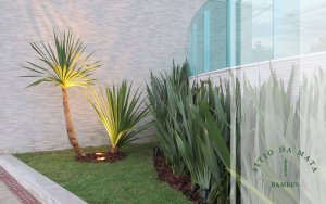 plantas ornamentais para fachadas