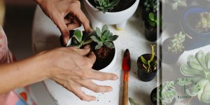 como tirar muda de plantas