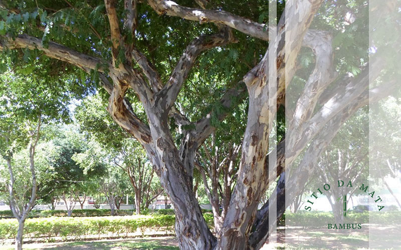 árvores para arborização urbana