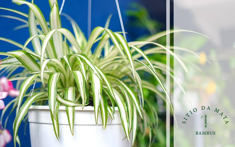 PLANTAS FÁCEIS DE CUIDAR