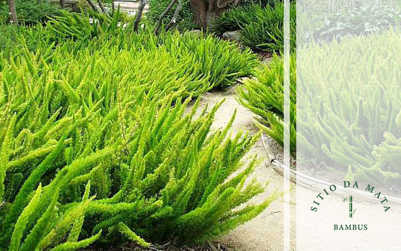 Plantas para jardim vertical